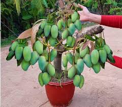 Mango Plants